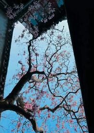 ����ֻ��˯��󹬣�������NPH