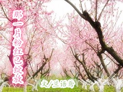 ��һƬ�ۺ�������