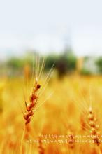 �������ļ�